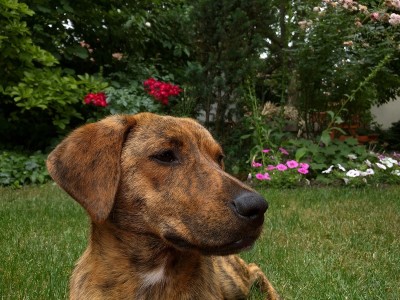 Theodore, our mixed breed dogo and our backyard - Taken by me Mid-June 2017