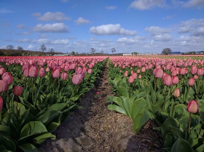 Noordwijk, Netherlands- Photo by me wandering in tulip fields after my visit of Keukenhof Spring Garden during my Amsterdam spring break trip of 2017